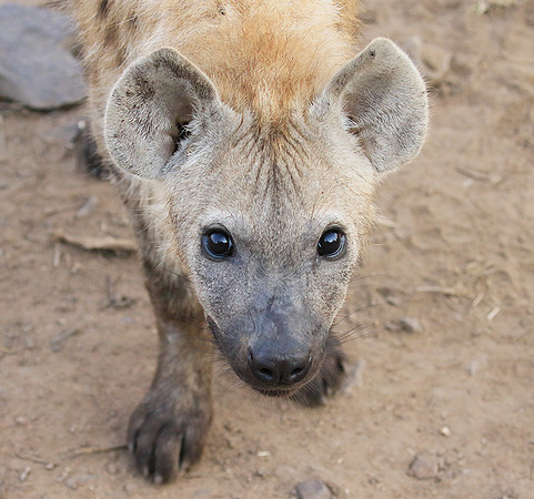 At Kruger NP