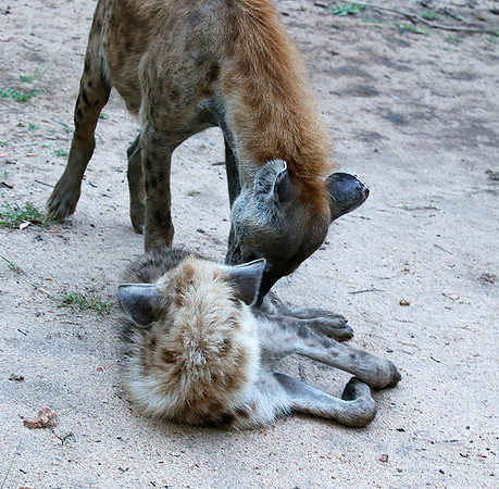 At Mala Mala game reserve