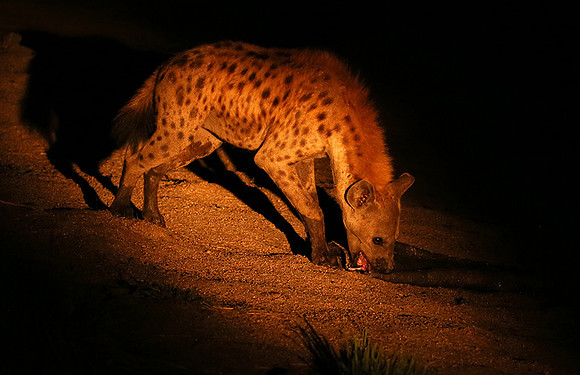 At Mala Mala game reserve