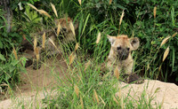 Kruger NP