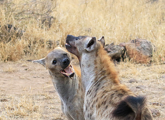 At Kruger NP