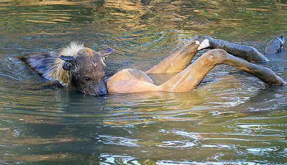 Timbavati private game reserve