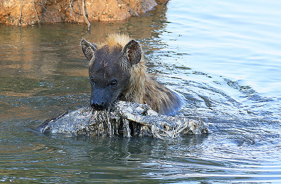 Timbavati private game reserve