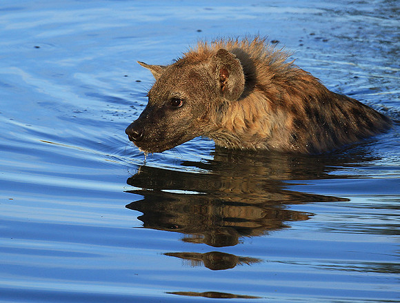Timbavati private game reserve