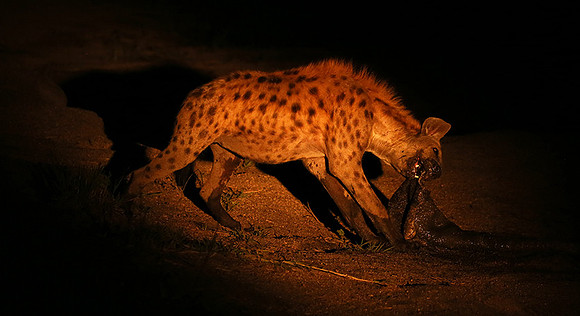 At Mala Mala game reserve