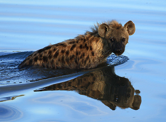 Timbavati private game reserve