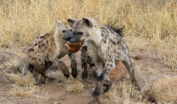 At Kruger NP