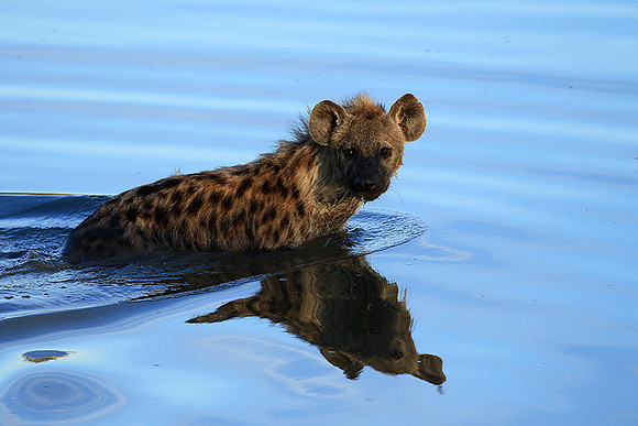At Timbavati