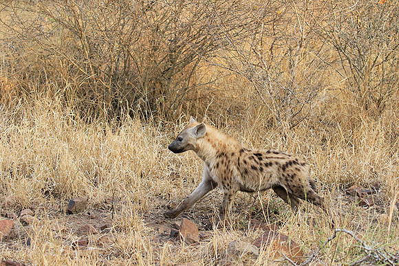 At Kruger NP