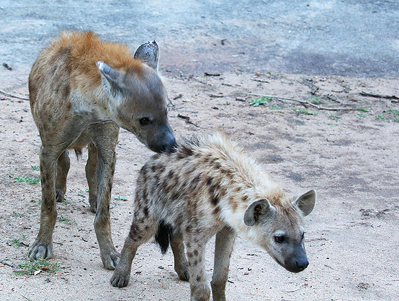 At Mala Mala game reserve