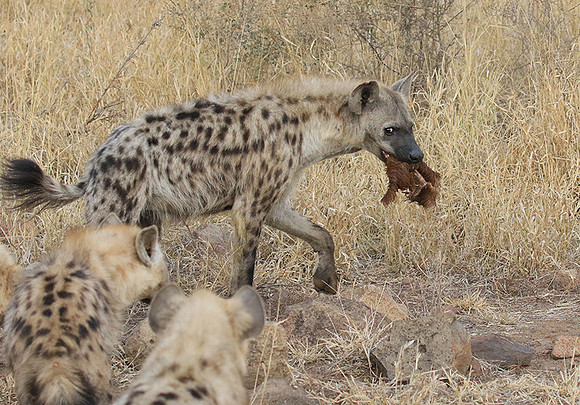 At Kruger NP
