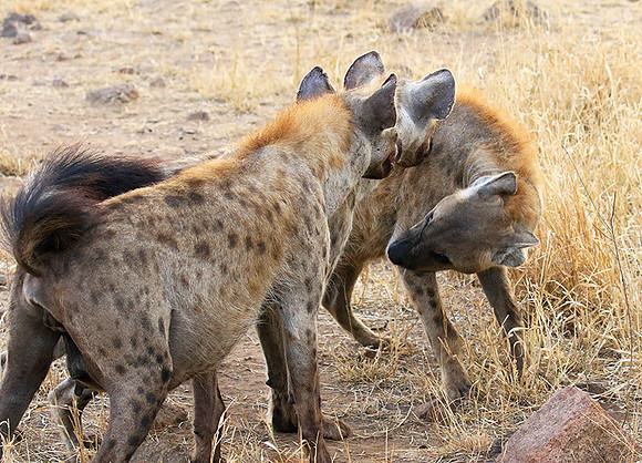 At Kruger NP