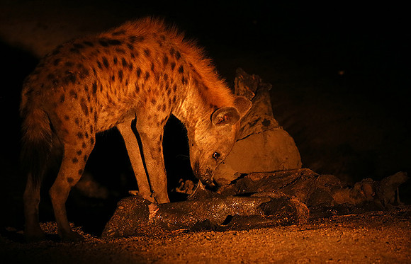 At Mala Mala game reserve