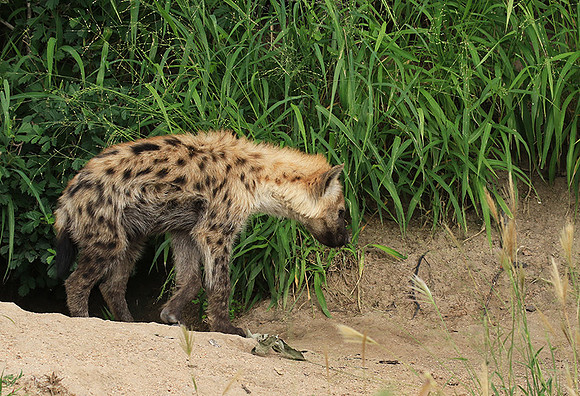 Kruger NP