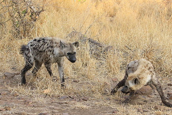 At Kruger NP