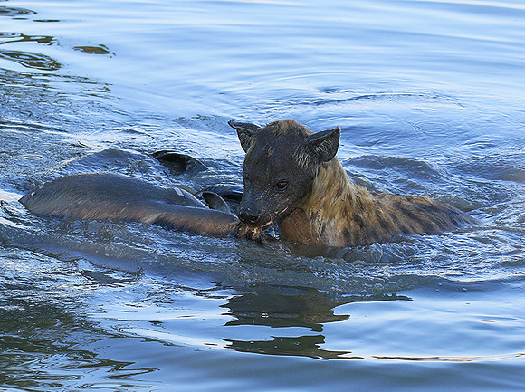 Timbavati private game reserve