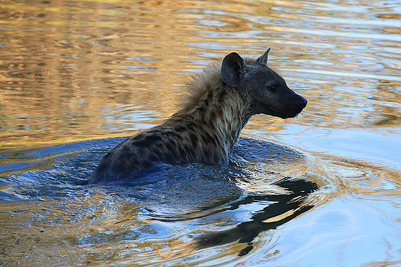 Timbavati private game reserve