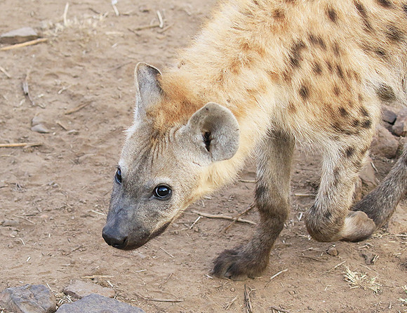 At Kruger NP