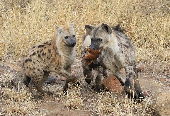 At Kruger NP