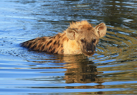 Timbavati private game reserve