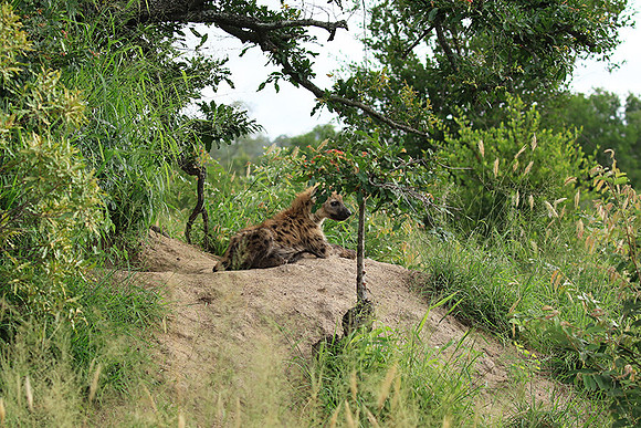 Kruger NP