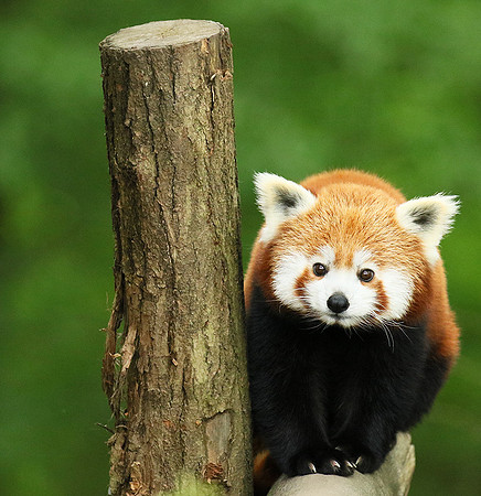 Parc animalier de Ste Croix