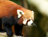 Parc animalier de Ste Croix