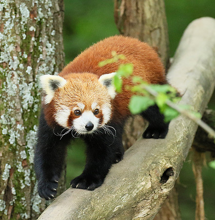 Parc animalier de Ste Croix