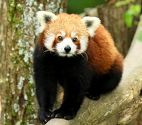 Parc animalier de Ste Croix
