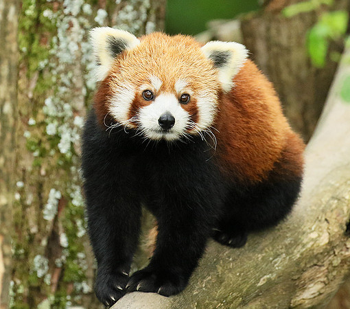 Parc animalier de Ste Croix