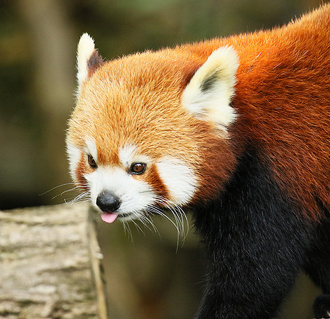 Parc animalier de Ste Croix