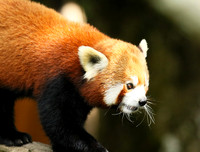Parc animalier de Ste Croix