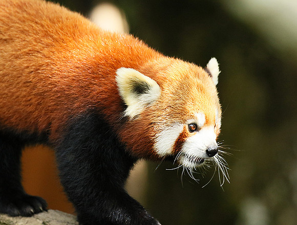 Parc animalier de Ste Croix