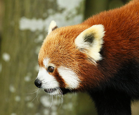 Parc animalier de Ste Croix