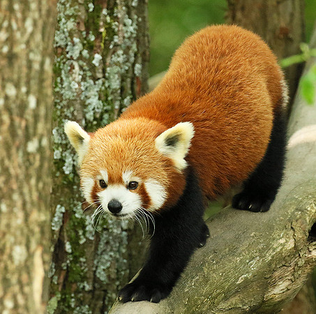 Parc animalier de Ste Croix