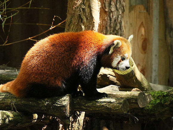 Parc animalier de Ste Croix
