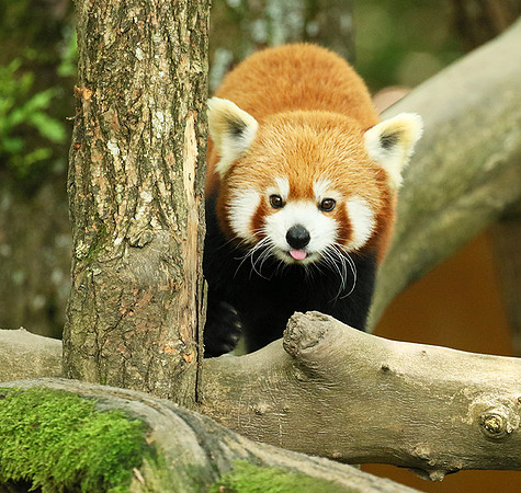 Parc animalier de Ste Croix