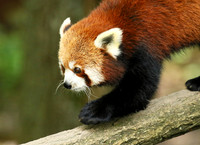 Parc animalier de Ste Croix