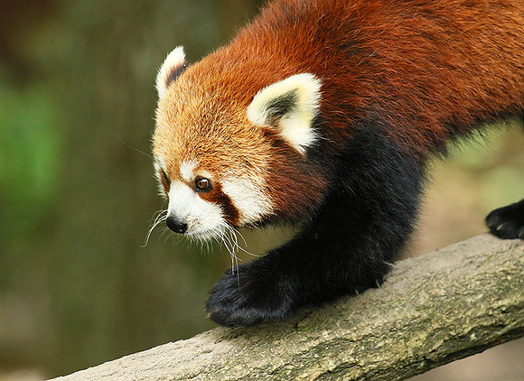 Parc animalier de Ste Croix