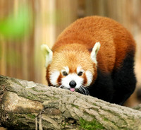 Parc animalier de Ste Croix