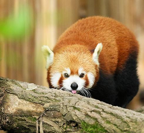 Parc animalier de Ste Croix
