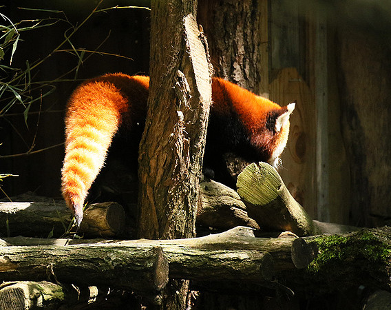 Parc animalier de Ste Croix