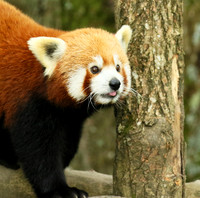 Parc animalier de Ste Croix
