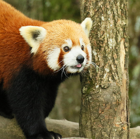 Parc animalier de Ste Croix