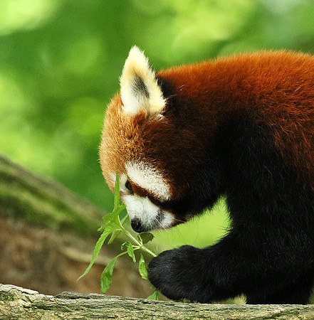 Parc animalier de Ste Croix