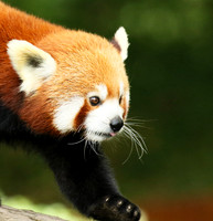 Parc animalier de Ste Croix