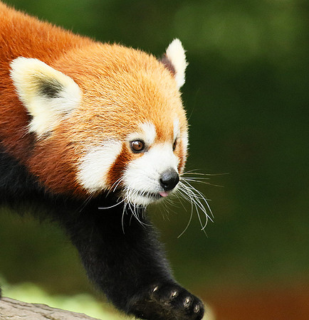 Parc animalier de Ste Croix