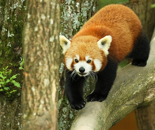 Parc animalier de Ste Croix