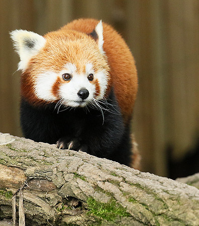 Parc animalier de Ste Croix