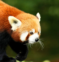Parc animalier de Ste Croix